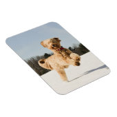 Goldendoodle läuft durch das Feld Magnet (Rechte Seite)