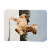 Goldendoodle läuft durch das Feld Magnet (Horizontal)