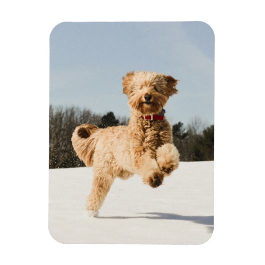 Goldendoodle läuft durch das Feld Magnet (Vertikal)