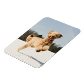 Goldendoodle läuft durch das Feld Magnet (Linke Seite)