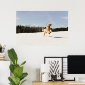 Goldendoodle läuft durch das Feld Poster (Heimbüro)