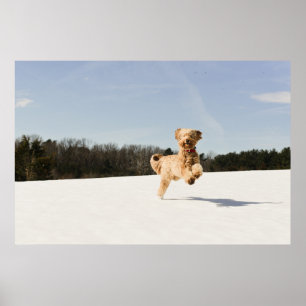 Goldendoodle läuft durch das Feld Poster