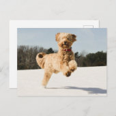 Goldendoodle läuft durch das Feld Postkarte (Vorne/Hinten)