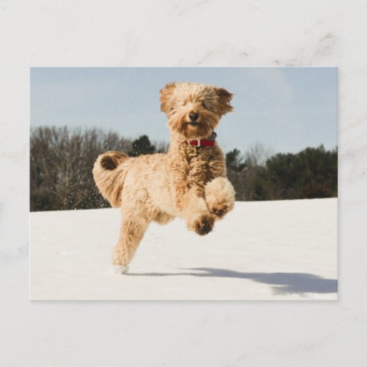Goldendoodle läuft durch das Feld Postkarte (Vorderseite)