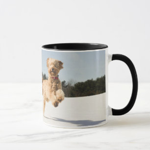 Goldendoodle läuft durch Felder Tasse