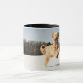 Goldendoodle läuft durch Felder Tasse (Zentrum)