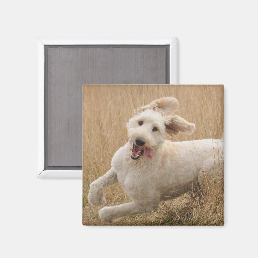Goldendoodle läuft durch Gras Magnet (Vorderseite/Rückseite)