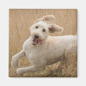Goldendoodle läuft durch Gras Magnet (Vorne)