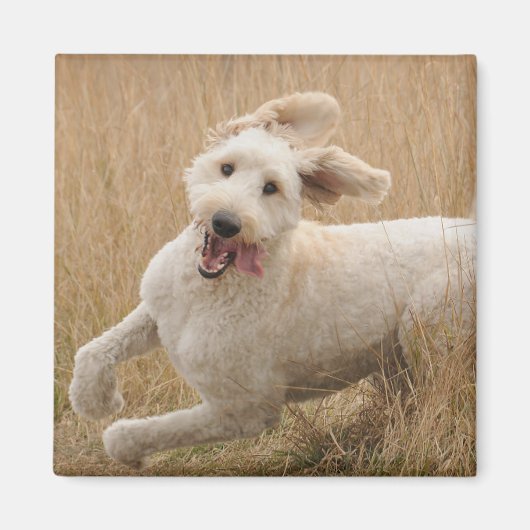 Goldendoodle läuft durch Gras Magnet (Vorne)