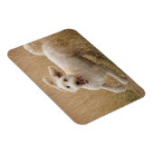 Goldendoodle läuft durch Gras Magnet (Rechte Seite)