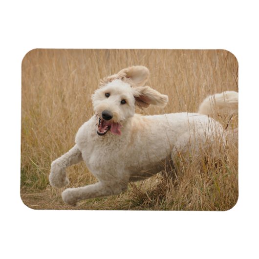 Goldendoodle läuft durch Gras Magnet (Horizontal)