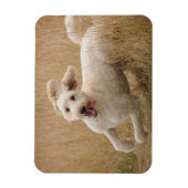 Goldendoodle läuft durch Gras Magnet (Vertikal)