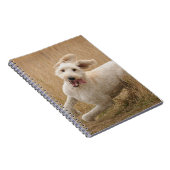Goldendoodle läuft durch Gras Notizblock (Rechte Seite)