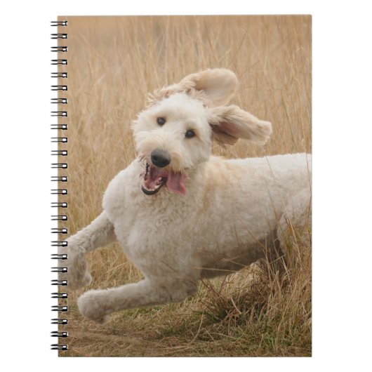 Goldendoodle läuft durch Gras Notizblock (Vorderseite)