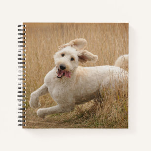 Goldendoodle läuft durch Gras Notizblock
