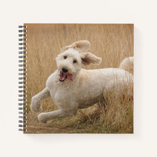 Goldendoodle läuft durch Gras Notizblock (Vorderseite)