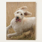 Goldendoodle läuft durch Gras Planer (Rückseite)