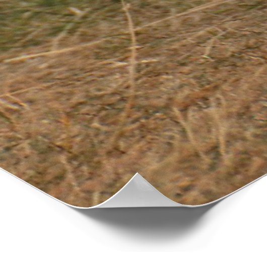 Goldendoodle läuft durch Gras Poster (Ecke)