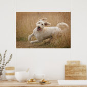 Goldendoodle läuft durch Gras Poster (Küche)