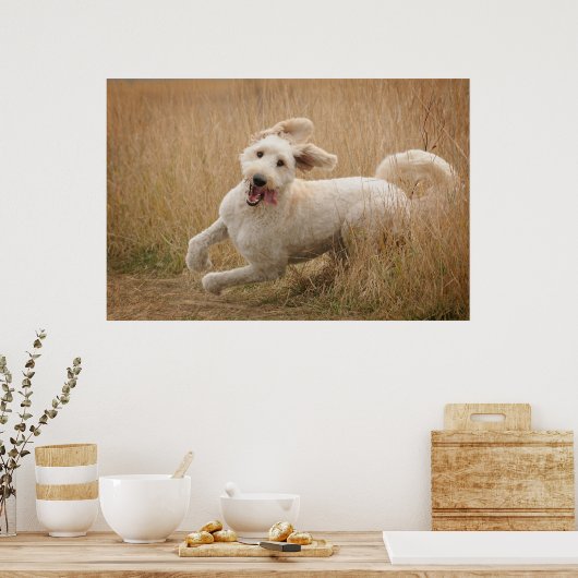 Goldendoodle läuft durch Gras Poster (Küche)