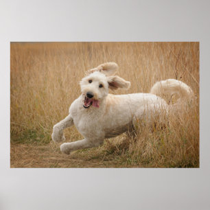Goldendoodle läuft durch Gras Poster