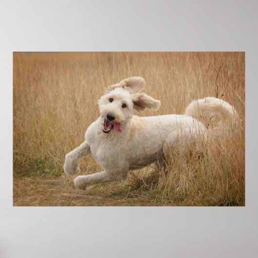 Goldendoodle läuft durch Gras Poster (Vorne)
