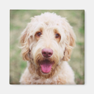 Goldendoodle Magnet