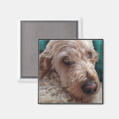Goldendoodle Magnet (Vorderseite/Rückseite)