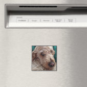 Goldendoodle Magnet (In Situ (Geschirrspüler))