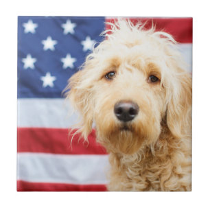 Goldendoodle mit amerikanischer Flagge Fliese