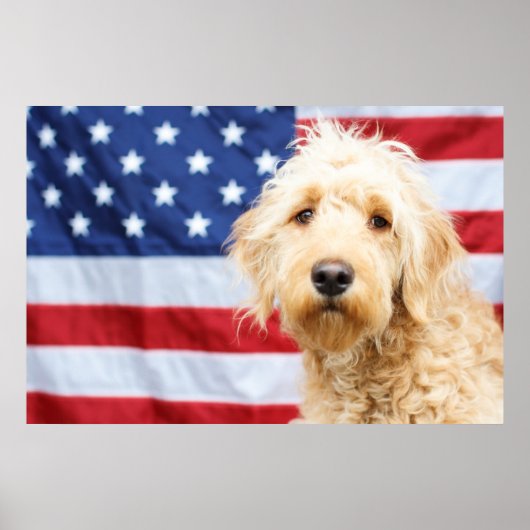 Goldendoodle mit amerikanischer Flagge Poster (Vorne)