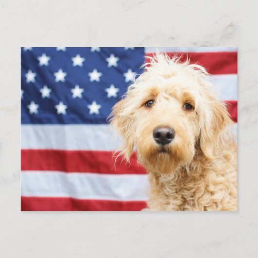 Goldendoodle mit amerikanischer Flagge Postkarte (Vorderseite)