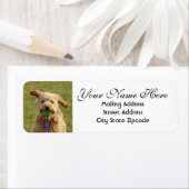 Goldendoodle mit Ball-Rücksendeadresse (Insitu)