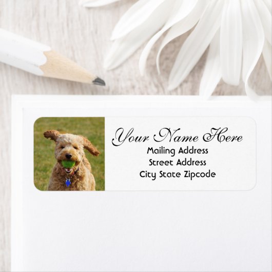 Goldendoodle mit Ball-Rücksendeadresse (Insitu)