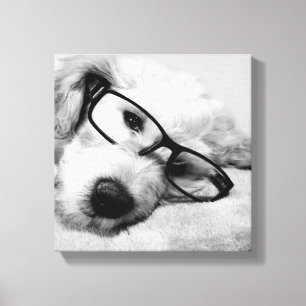 Goldendoodle mit Brille Leinwanddruck