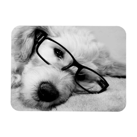 Goldendoodle mit Brille Magnet (Horizontal)
