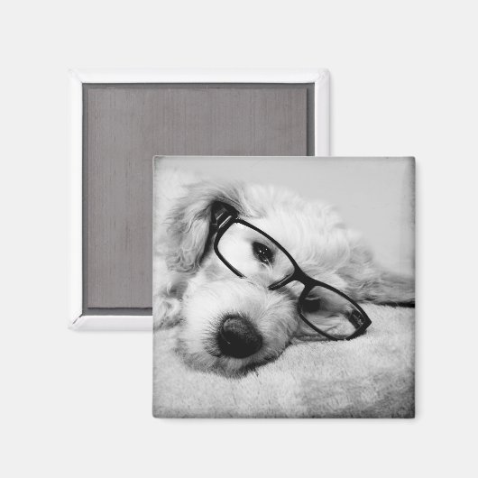 Goldendoodle mit Brille Magnet (Vorderseite/Rückseite)