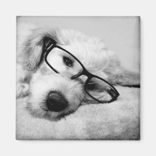 Goldendoodle mit Brille Magnet