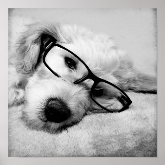 Goldendoodle mit Brille Poster (Vorne)
