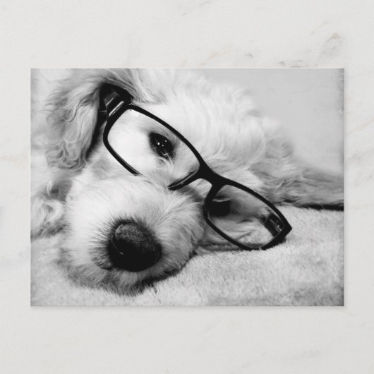 Goldendoodle mit Brille Postkarte (Vorderseite)