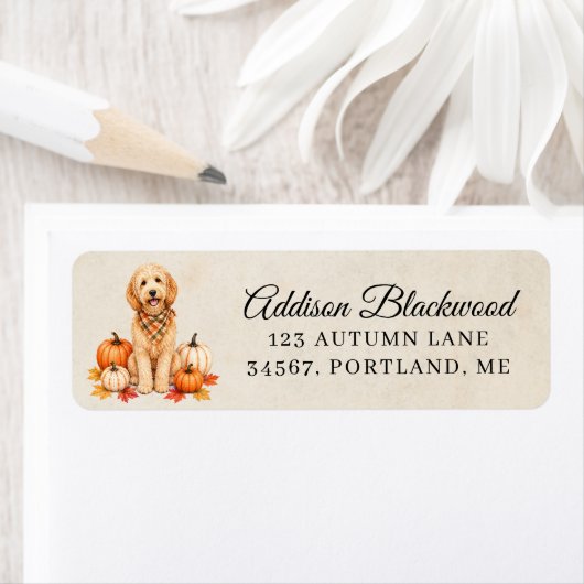 Goldendoodle mit Herbstkürbissen (Insitu)