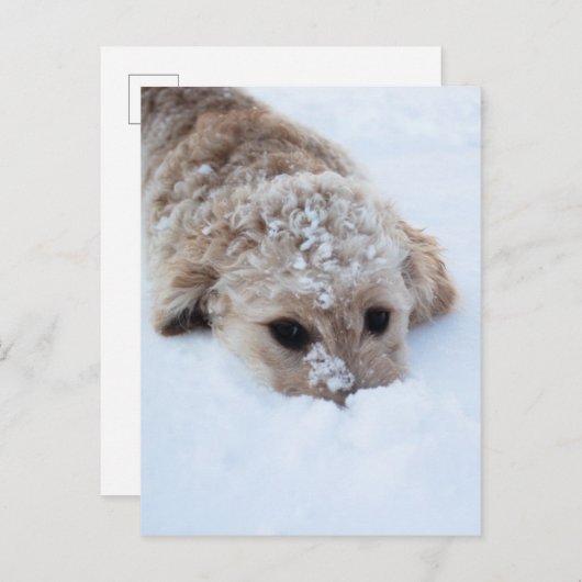 Goldendoodle mit schneesicherer Nase Postkarte (Vorne/Hinten)