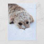 Goldendoodle mit schneesicherer Nase Postkarte (Vorderseite)