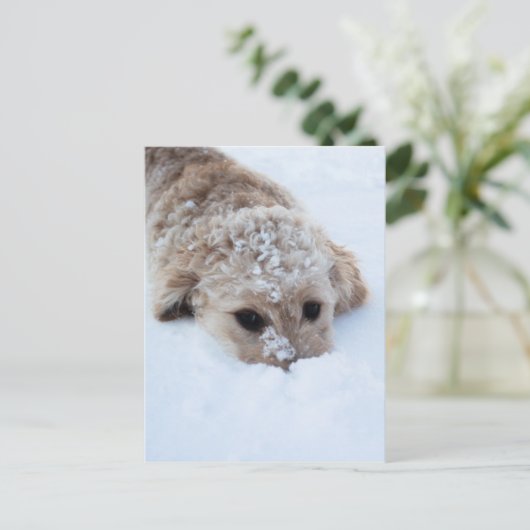 Goldendoodle mit schneesicherer Nase Postkarte (Stehend Vorderseite)