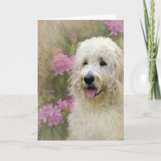 Goldendoodle mit Textur Karte (Vorderseite)