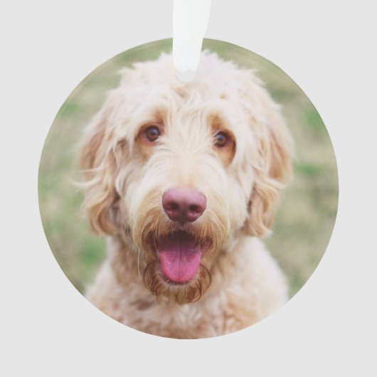 Goldendoodle Ornament (Vorderseite)
