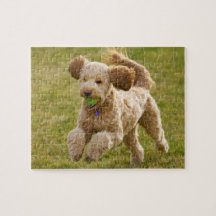 Goldendoodle Playing Fetch
