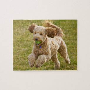Goldendoodle Playing Fetch Puzzle