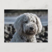 goldendoodle postkarte (Vorderseite)
