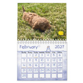 Goldendoodle Puppy 2024 Kalender (Feb 2027)